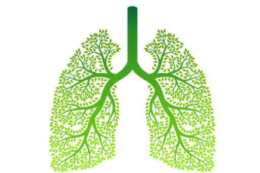 7 Tips Detoks Paru-Paru Secara Alami di Rumah